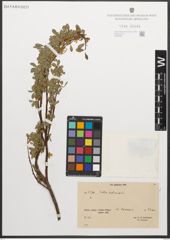 Foto von Salix retusa L.